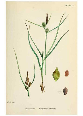 Reproducción/Reproduction 48750726422: English botany, or, Coloured figures of British plants /. London :R. Hardwicke,1863-1886.. 