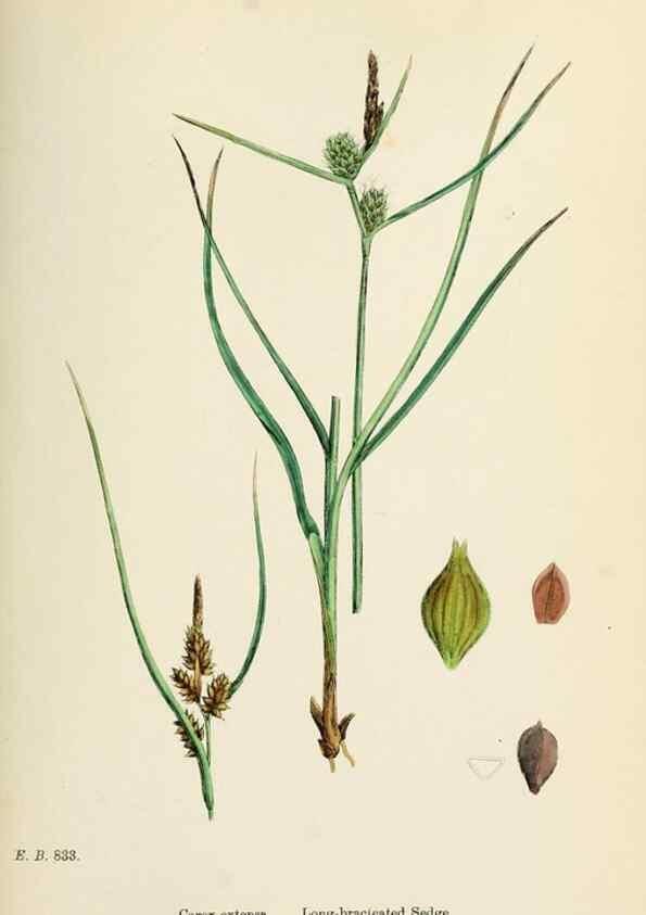 Reproducción/Reproduction 48750726422: English botany, or, Coloured figures of British plants /. London :R. Hardwicke,1863-1886.. 