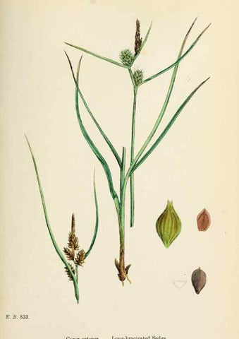 Reproducción/Reproduction 48750726422: English botany, or, Coloured figures of British plants /. London :R. Hardwicke,1863-1886.. 