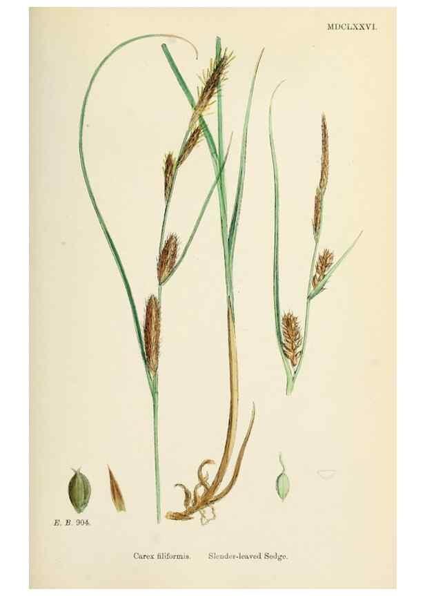 Reproducción/Reproduction 48750211698: English botany, or, Coloured figures of British plants /. London :R. Hardwicke,1863-1886.. 