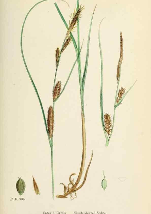 Reproducción/Reproduction 48750211698: English botany, or, Coloured figures of British plants /. London :R. Hardwicke,1863-1886.. 