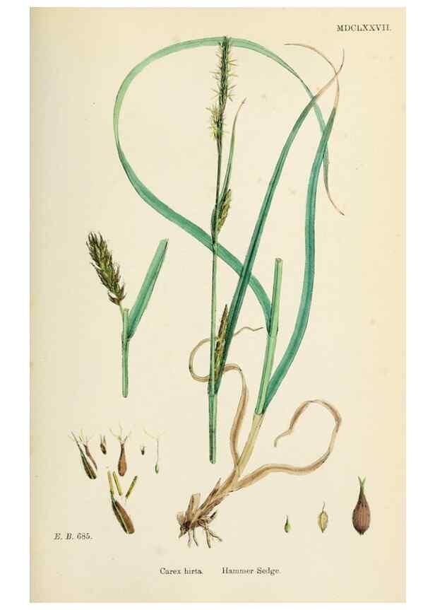 Reproducción/Reproduction 48750212088: English botany, or, Coloured figures of British plants /. London :R. Hardwicke,1863-1886.. 
