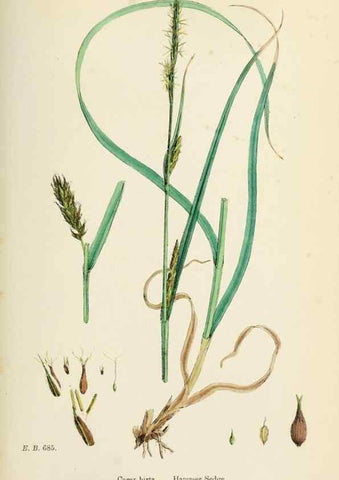 Reproducción/Reproduction 48750212088: English botany, or, Coloured figures of British plants /. London :R. Hardwicke,1863-1886.. 