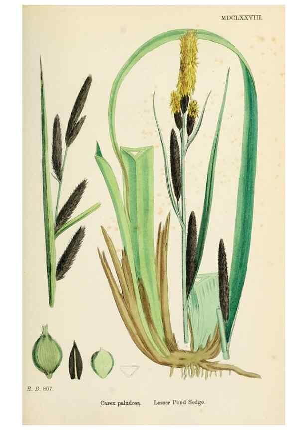 Reproducción/Reproduction 48750212533: English botany, or, Coloured figures of British plants /. London :R. Hardwicke,1863-1886.. 