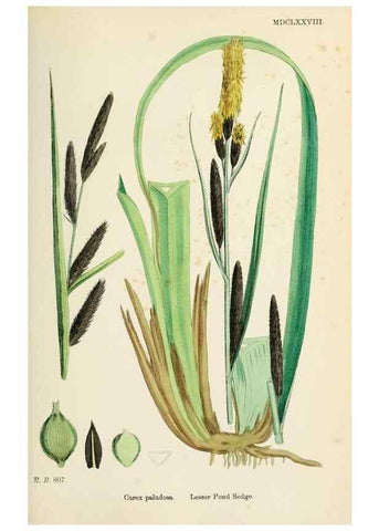 Reproducción/Reproduction 48750212533: English botany, or, Coloured figures of British plants /. London :R. Hardwicke,1863-1886.. 