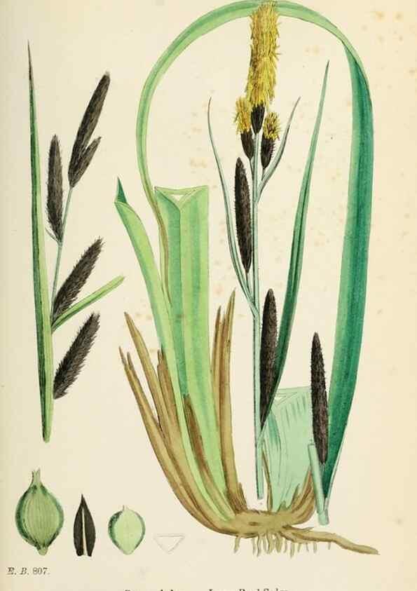 Reproducción/Reproduction 48750212533: English botany, or, Coloured figures of British plants /. London :R. Hardwicke,1863-1886.. 