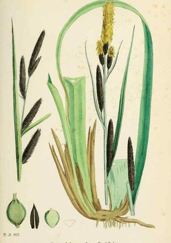 Reproducción/Reproduction 48750212533: English botany, or, Coloured figures of British plants /. London :R. Hardwicke,1863-1886.. 