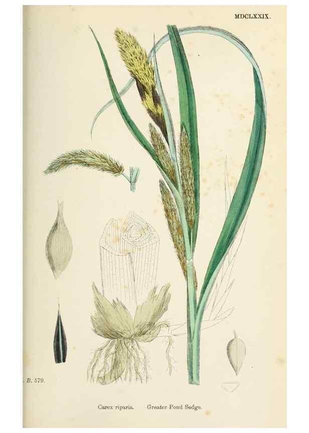 Reproducción/Reproduction 48750728162: English botany, or, Coloured figures of British plants /. London :R. Hardwicke,1863-1886.. 