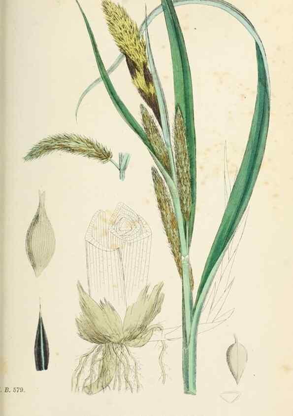 Reproducción/Reproduction 48750728162: English botany, or, Coloured figures of British plants /. London :R. Hardwicke,1863-1886.. 