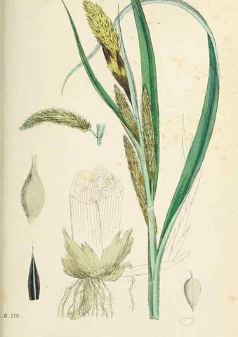 Reproducción/Reproduction 48750728162: English botany, or, Coloured figures of British plants /. London :R. Hardwicke,1863-1886.. 