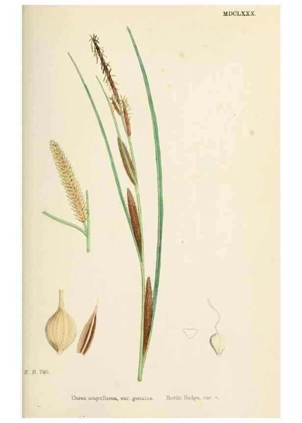 Reproducción/Reproduction 48750213273: English botany, or, Coloured figures of British plants /. London :R. Hardwicke,1863-1886.. 