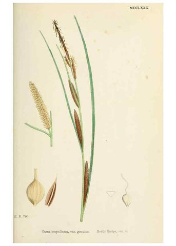 Reproducción/Reproduction 48750213273: English botany, or, Coloured figures of British plants /. London :R. Hardwicke,1863-1886.. 