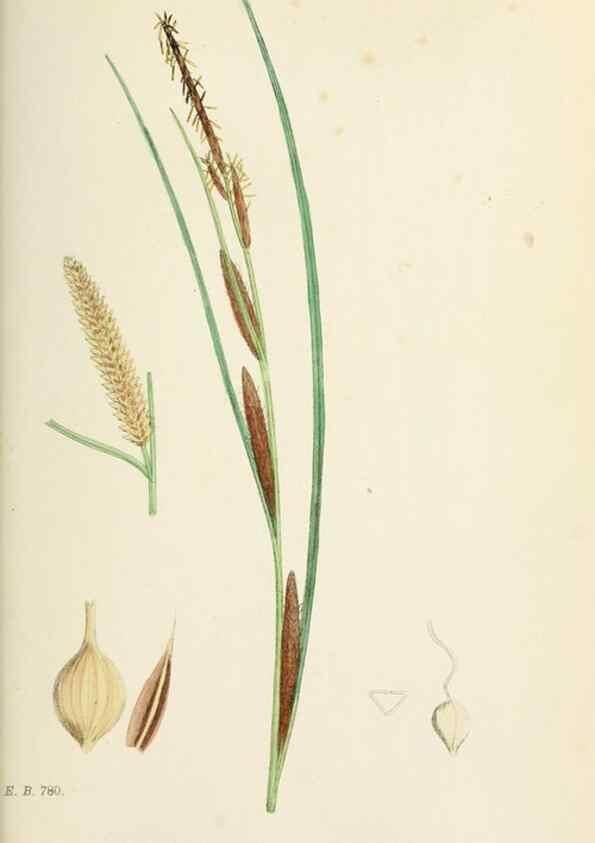 Reproducción/Reproduction 48750213273: English botany, or, Coloured figures of British plants /. London :R. Hardwicke,1863-1886.. 