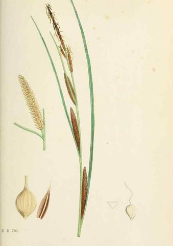 Reproducción/Reproduction 48750213273: English botany, or, Coloured figures of British plants /. London :R. Hardwicke,1863-1886.. 