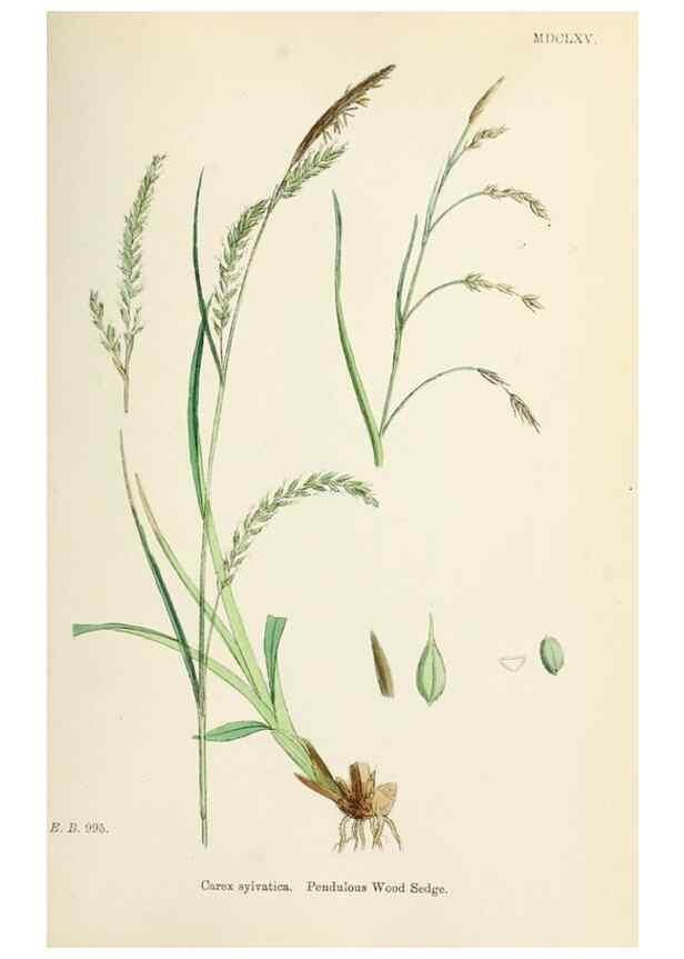 Reproducción/Reproduction 48750535621: English botany, or, Coloured figures of British plants /. London :R. Hardwicke,1863-1886.. 