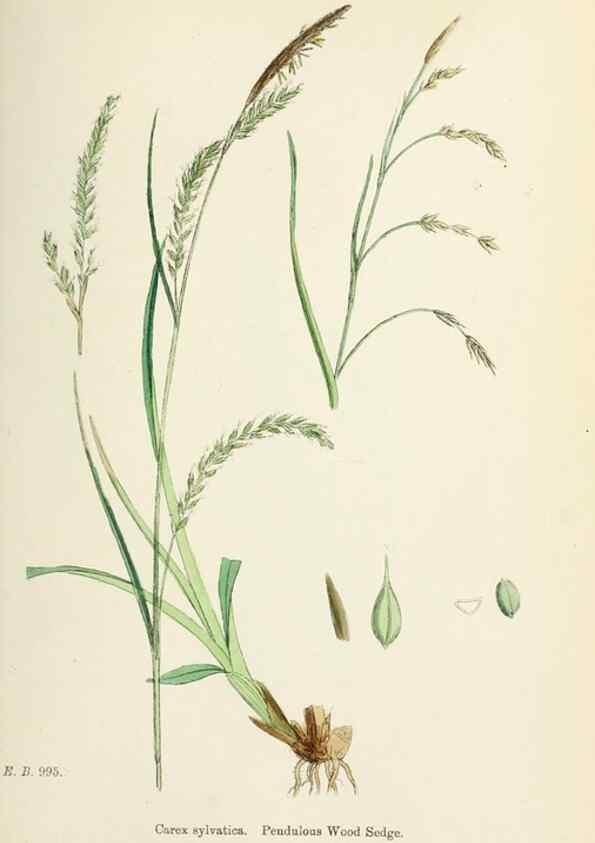 Reproducción/Reproduction 48750535621: English botany, or, Coloured figures of British plants /. London :R. Hardwicke,1863-1886.. 