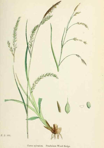 Reproducción/Reproduction 48750535621: English botany, or, Coloured figures of British plants /. London :R. Hardwicke,1863-1886.. 