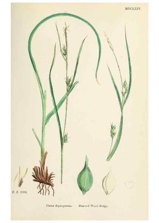 Reproducción/Reproduction 48750207038: English botany, or, Coloured figures of British plants /. London :R. Hardwicke,1863-1886.. 