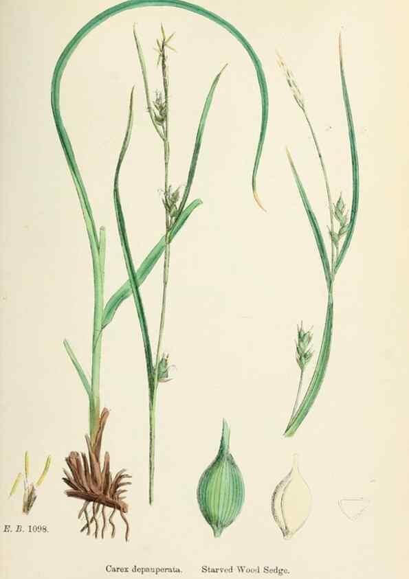 Reproducción/Reproduction 48750207038: English botany, or, Coloured figures of British plants /. London :R. Hardwicke,1863-1886.. 