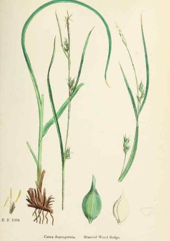 Reproducción/Reproduction 48750207038: English botany, or, Coloured figures of British plants /. London :R. Hardwicke,1863-1886.. 
