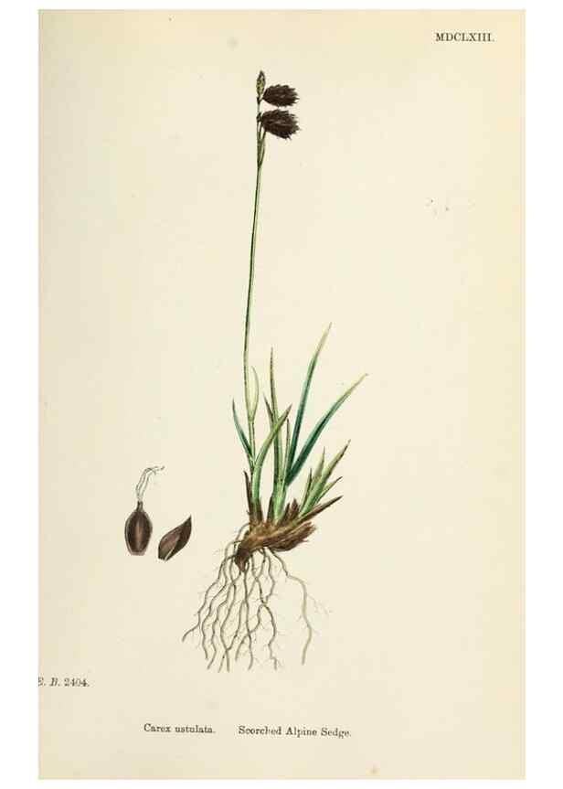 Reproducción/Reproduction 48750534556: English botany, or, Coloured figures of British plants /. London :R. Hardwicke,1863-1886.. 
