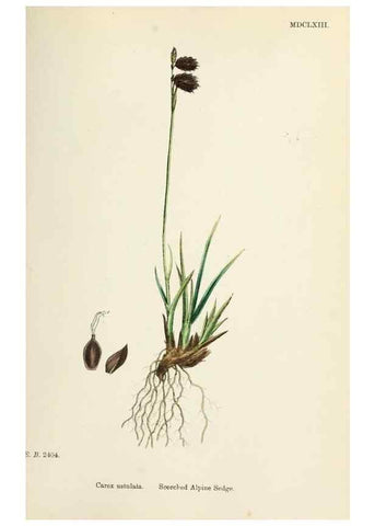 Reproducción/Reproduction 48750534556: English botany, or, Coloured figures of British plants /. London :R. Hardwicke,1863-1886.. 