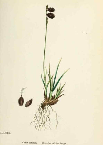 Reproducción/Reproduction 48750534556: English botany, or, Coloured figures of British plants /. London :R. Hardwicke,1863-1886.. 