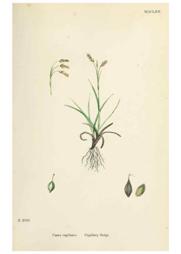 Reproducción/Reproduction 48750206353: English botany, or, Coloured figures of British plants /. London :R. Hardwicke,1863-1886.. 