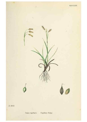 Reproducción/Reproduction 48750206353: English botany, or, Coloured figures of British plants /. London :R. Hardwicke,1863-1886.. 