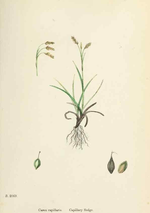 Reproducción/Reproduction 48750206353: English botany, or, Coloured figures of British plants /. London :R. Hardwicke,1863-1886.. 