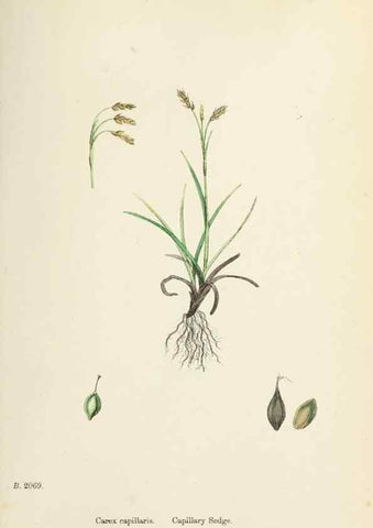 Reproducción/Reproduction 48750206353: English botany, or, Coloured figures of British plants /. London :R. Hardwicke,1863-1886.. 