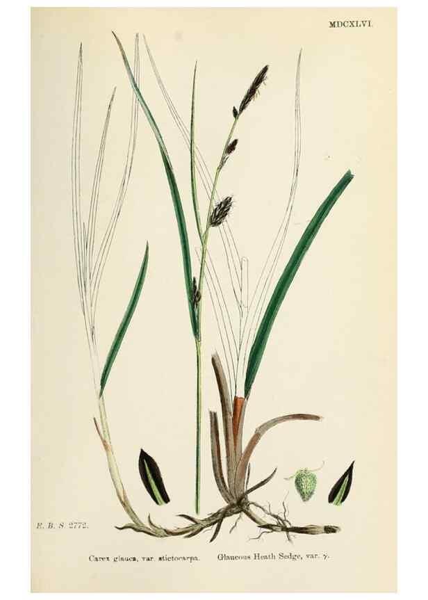 Reproducción/Reproduction 48750702762: English botany, or, Coloured figures of British plants /. London :R. Hardwicke,1863-1886.. 
