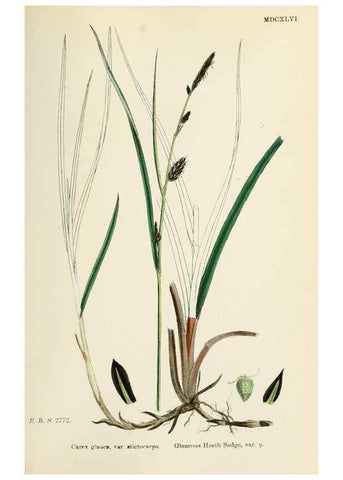 Reproducción/Reproduction 48750702762: English botany, or, Coloured figures of British plants /. London :R. Hardwicke,1863-1886.. 