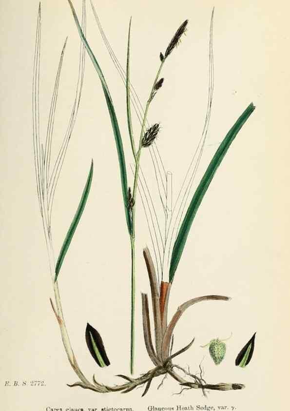 Reproducción/Reproduction 48750702762: English botany, or, Coloured figures of British plants /. London :R. Hardwicke,1863-1886.. 