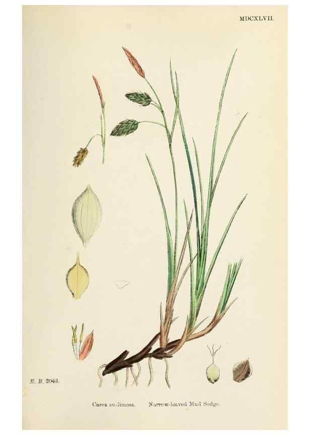 Reproducción/Reproduction 48750703137: English botany, or, Coloured figures of British plants /. London :R. Hardwicke,1863-1886.. 