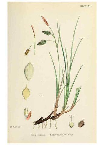 Reproducción/Reproduction 48750703137: English botany, or, Coloured figures of British plants /. London :R. Hardwicke,1863-1886.. 
