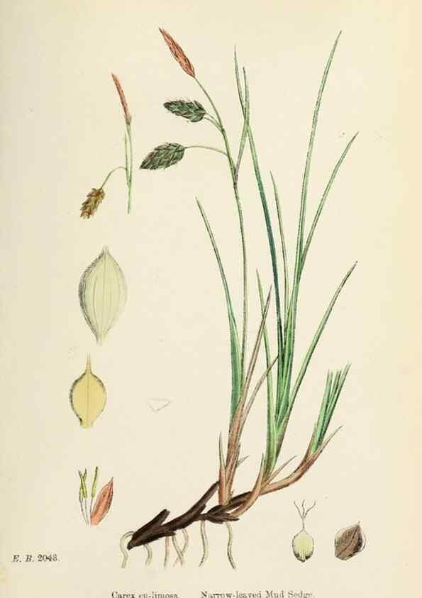 Reproducción/Reproduction 48750703137: English botany, or, Coloured figures of British plants /. London :R. Hardwicke,1863-1886.. 