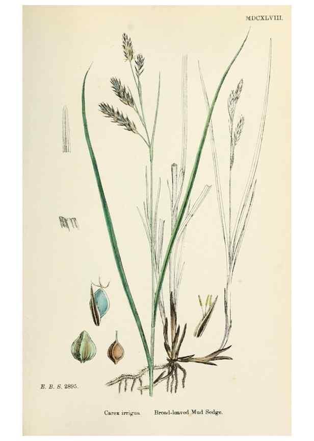 Reproducción/Reproduction 48750515901: English botany, or, Coloured figures of British plants /. London :R. Hardwicke,1863-1886.. 