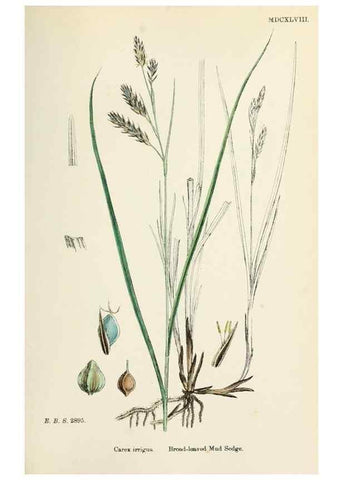 Reproducción/Reproduction 48750515901: English botany, or, Coloured figures of British plants /. London :R. Hardwicke,1863-1886.. 