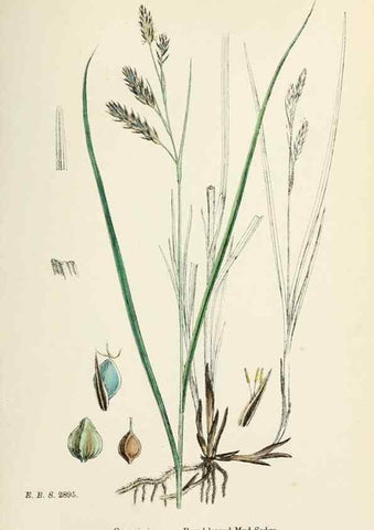 Reproducción/Reproduction 48750515901: English botany, or, Coloured figures of British plants /. London :R. Hardwicke,1863-1886.. 