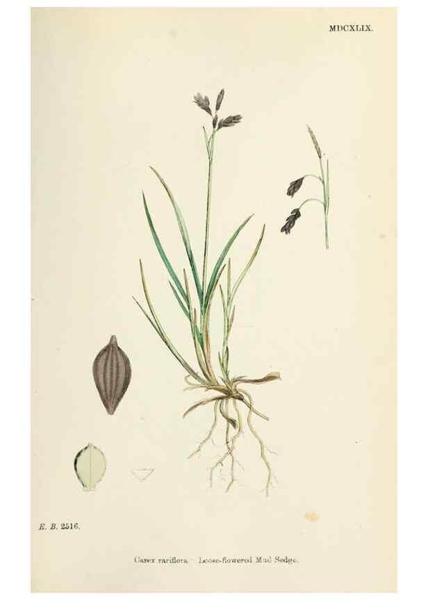 Reproducción/Reproduction 48750703892: English botany, or, Coloured figures of British plants /. London :R. Hardwicke,1863-1886.. 