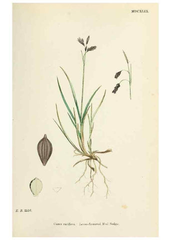 Reproducción/Reproduction 48750703892: English botany, or, Coloured figures of British plants /. London :R. Hardwicke,1863-1886.. 