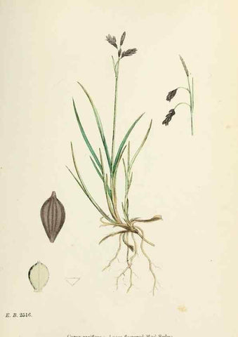 Reproducción/Reproduction 48750703892: English botany, or, Coloured figures of British plants /. London :R. Hardwicke,1863-1886.. 