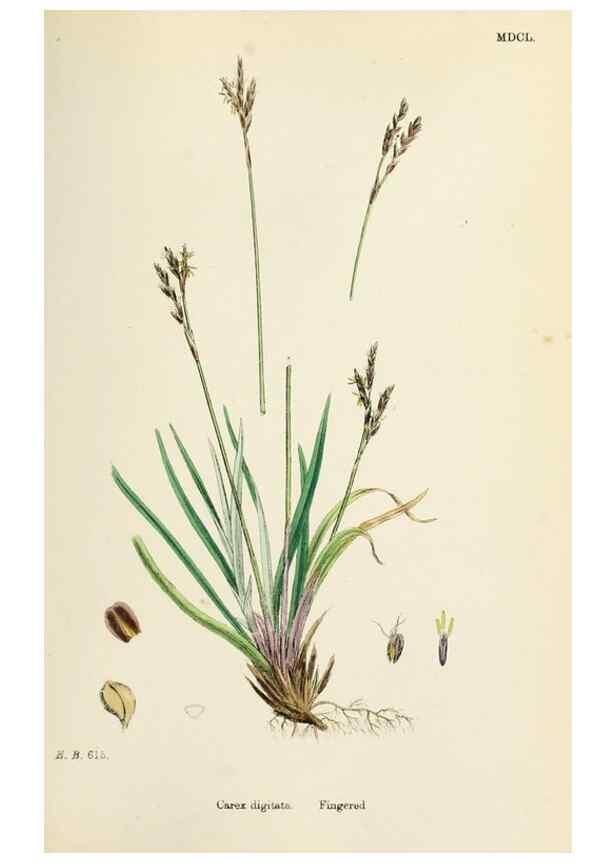Reproducción/Reproduction 48750188873: English botany, or, Coloured figures of British plants /. London :R. Hardwicke,1863-1886.. 