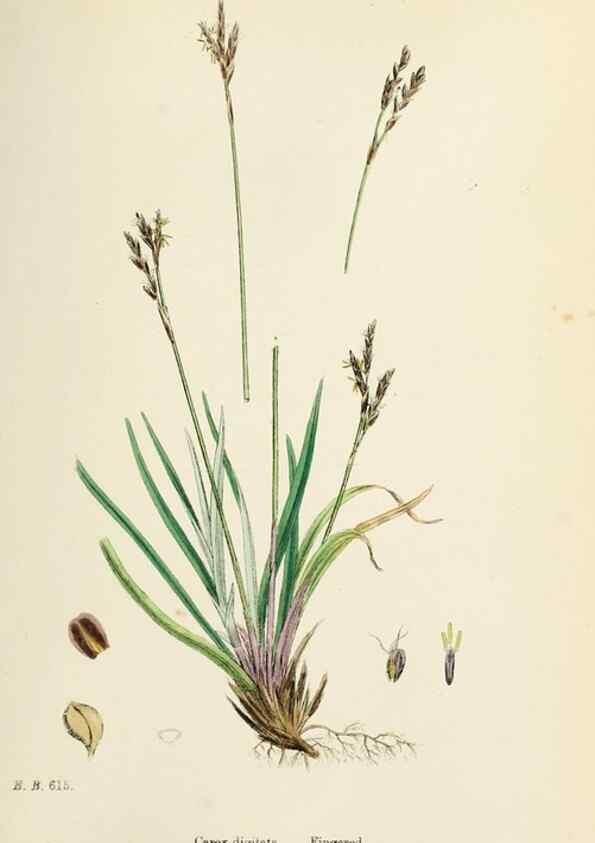 Reproducción/Reproduction 48750188873: English botany, or, Coloured figures of British plants /. London :R. Hardwicke,1863-1886.. 