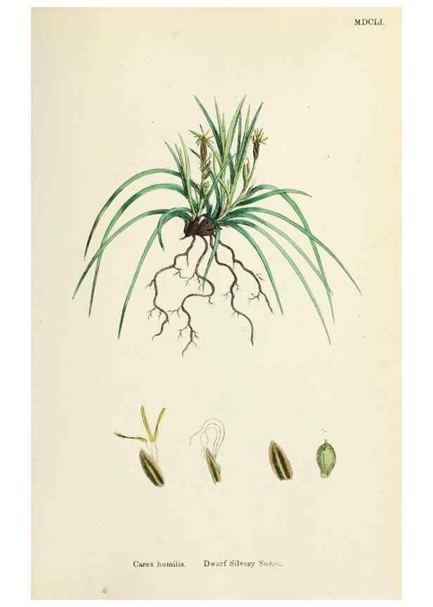 Reproducción/Reproduction 48750202398: English botany, or, Coloured figures of British plants /. London :R. Hardwicke,1863-1886.. 