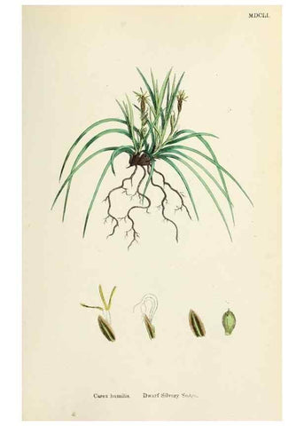 Reproducción/Reproduction 48750202398: English botany, or, Coloured figures of British plants /. London :R. Hardwicke,1863-1886.. 