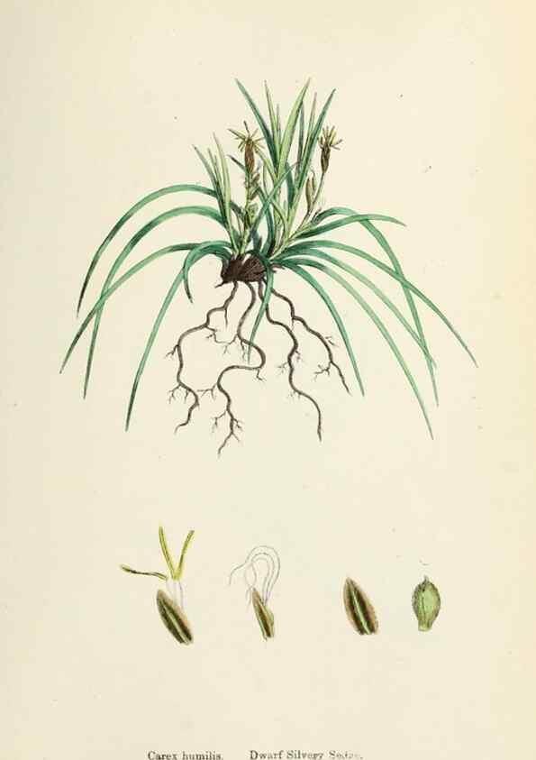 Reproducción/Reproduction 48750202398: English botany, or, Coloured figures of British plants /. London :R. Hardwicke,1863-1886.. 
