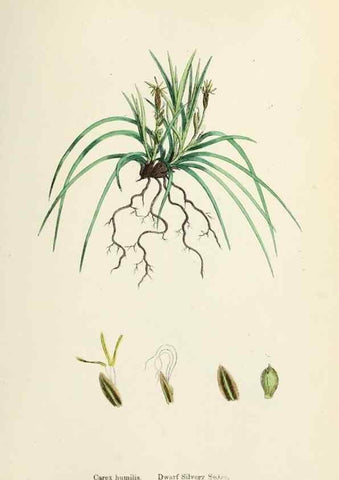 Reproducción/Reproduction 48750202398: English botany, or, Coloured figures of British plants /. London :R. Hardwicke,1863-1886.. 