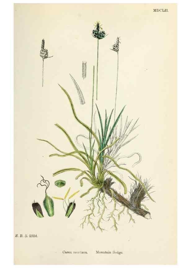 Reproducción/Reproduction 48750202723: English botany, or, Coloured figures of British plants /. London :R. Hardwicke,1863-1886.. 